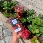 Sušené jahody ve skle